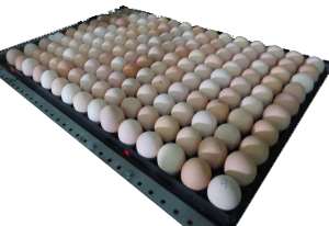 Egg Processing