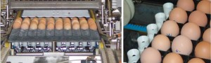 Egg Weighing System