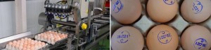 Egg Marking System