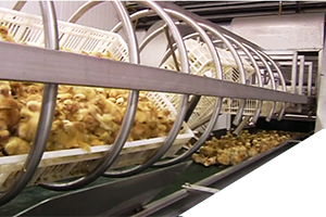 Basket Automated Tipping & Chick-Shell Separation