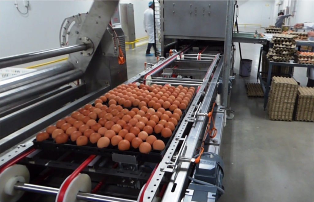 NECTRA New Egg Chick Robotic Artificial Vision Automated Technologies