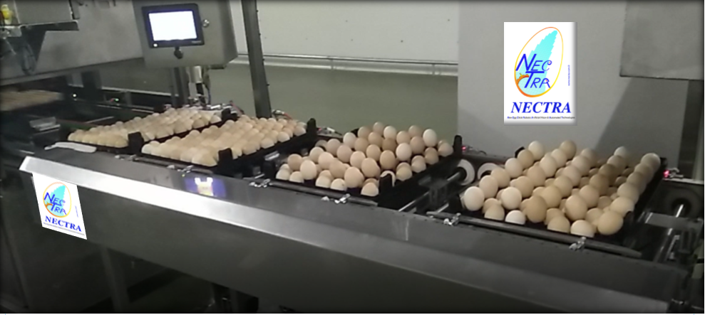 EGG WEIGHING SYSTEM