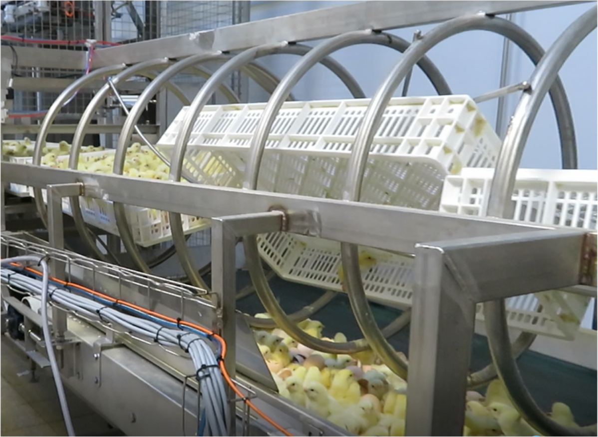 BASKET AUTOMATED TIPPING & CHICK-SHELL SEPARATION